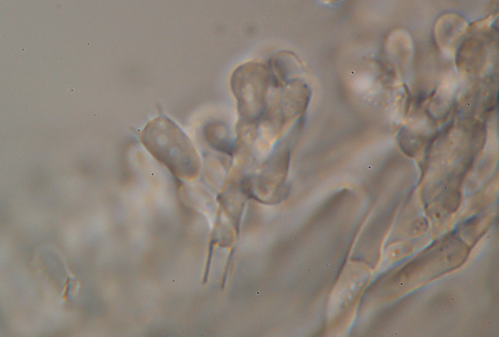 Altra crosta da det. - foto 1825 (Ceriporiopsis gilvescens)